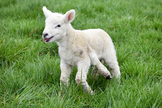 lamb 3.